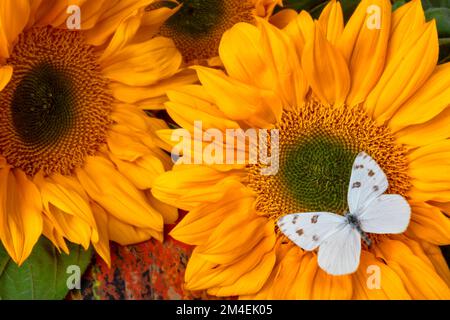 Magnifique papillon blanc sur blanc de tournesol Banque D'Images