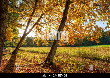 Un bosquet de hêtres américains (Fagus grandifolia) sur le bord d'une prairie, dans le feuillage d'automne doré, se prélassant dans la lumière chaude d'un soleil de fin d'après-midi. Banque D'Images