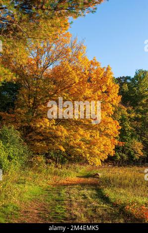 Sentier passant par un érable à sucre doré (Acer saccharum). Canopée dans les tons de jaune brillant et orange. Feuillage d'automne en Nouvelle-Angleterre. Natick, ma, États-Unis. Banque D'Images