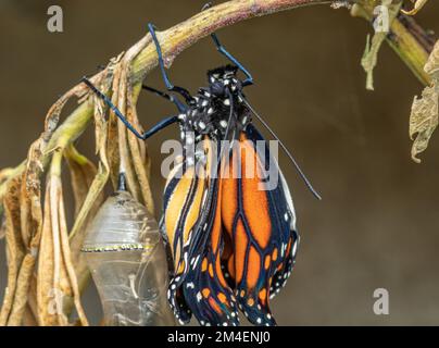 Nouveau papillon monarque hachuré Banque D'Images