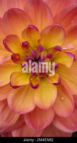 Un gros plan vertical d'un beau Dahlia pinnata d'orange pâle avec des gouttes d'eau dans un jardin Banque D'Images