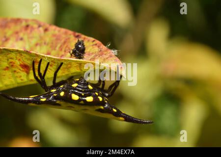 Araignée épineuse vue arrière de l'araignée montrant son spineret. Gasteracantha sp. Java, Indonésie. Banque D'Images