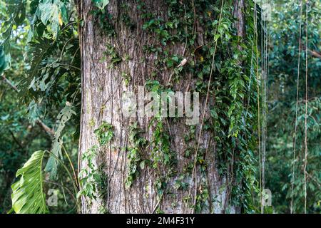 Tronc de Kapok (Ceiba Pentandra), forêt amazonienne, parc national de Yasuni, Équateur. Banque D'Images