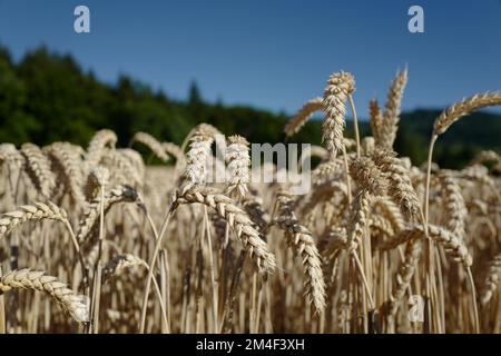 Prêts pour la récolte de grain Banque D'Images