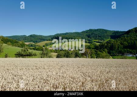 Champ de blé au bord de la Forêt Noire en Allemagne Banque D'Images