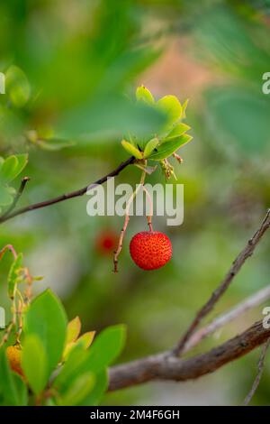 Arbutus isolé sur le fraisier Banque D'Images