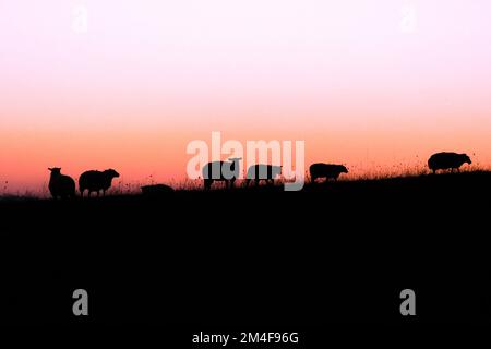 Ombres noires de moutons paissant dans le champ sur le fond du coucher de soleil rouge Banque D'Images