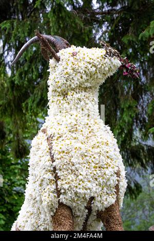 Chamois Buck fait de jonquilles 2022 Banque D'Images