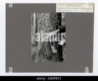 Identification de l'arbre - PIN, feuille longue. Photographies relatives aux forêts nationales, aux pratiques de gestion des ressources, au personnel et à l'histoire culturelle et économique Banque D'Images
