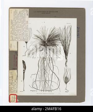 Identification de l'arbre - PIN, feuille longue. Photographies relatives aux forêts nationales, aux pratiques de gestion des ressources, au personnel et à l'histoire culturelle et économique Banque D'Images