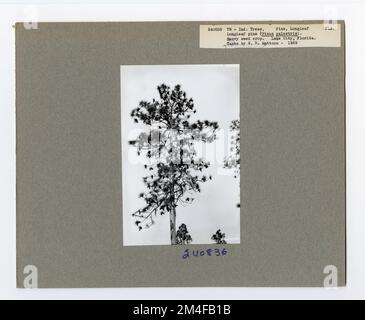 Identification de l'arbre - PIN, feuille longue. Photographies relatives aux forêts nationales, aux pratiques de gestion des ressources, au personnel et à l'histoire culturelle et économique Banque D'Images