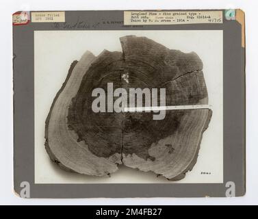 Identification de l'arbre - PIN, feuille longue. Photographies relatives aux forêts nationales, aux pratiques de gestion des ressources, au personnel et à l'histoire culturelle et économique Banque D'Images