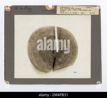 Identification de l'arbre - PIN, feuille longue. Photographies relatives aux forêts nationales, aux pratiques de gestion des ressources, au personnel et à l'histoire culturelle et économique Banque D'Images