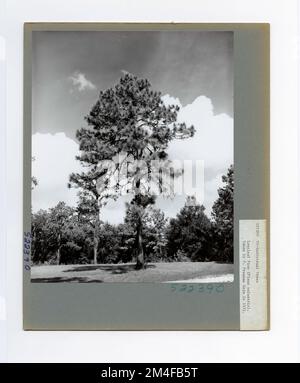 Identification de l'arbre - PIN, feuille longue. Photographies relatives aux forêts nationales, aux pratiques de gestion des ressources, au personnel et à l'histoire culturelle et économique Banque D'Images