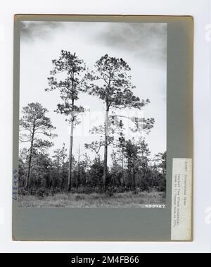 Identification de l'arbre - PIN, feuille longue. Photographies relatives aux forêts nationales, aux pratiques de gestion des ressources, au personnel et à l'histoire culturelle et économique Banque D'Images