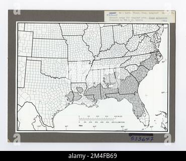 Identification de l'arbre - PIN, feuille longue. Photographies relatives aux forêts nationales, aux pratiques de gestion des ressources, au personnel et à l'histoire culturelle et économique Banque D'Images