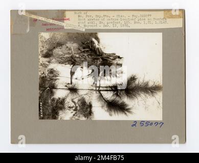 Identification de l'arbre - PIN, feuille longue. Photographies relatives aux forêts nationales, aux pratiques de gestion des ressources, au personnel et à l'histoire culturelle et économique Banque D'Images