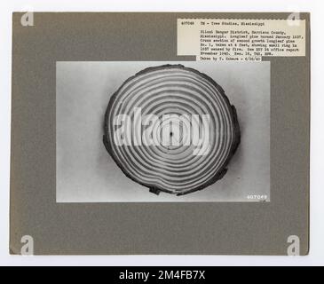 Identification de l'arbre - PIN, feuille longue. Photographies relatives aux forêts nationales, aux pratiques de gestion des ressources, au personnel et à l'histoire culturelle et économique Banque D'Images