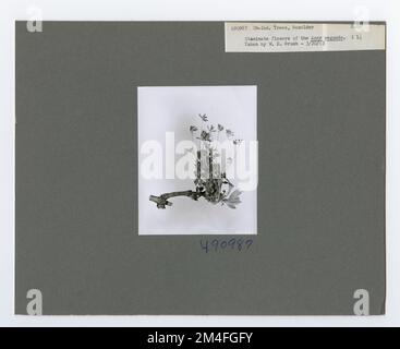 Identification de l'arbre - cadre ancien. Photographies relatives aux forêts nationales, aux pratiques de gestion des ressources, au personnel et à l'histoire culturelle et économique Banque D'Images