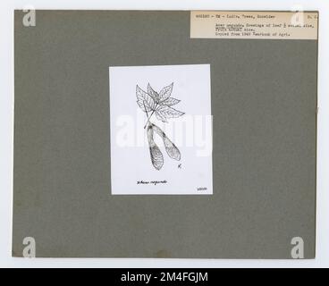 Identification de l'arbre - cadre ancien. Photographies relatives aux forêts nationales, aux pratiques de gestion des ressources, au personnel et à l'histoire culturelle et économique Banque D'Images