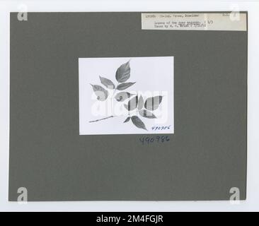 Identification de l'arbre - cadre ancien. Photographies relatives aux forêts nationales, aux pratiques de gestion des ressources, au personnel et à l'histoire culturelle et économique Banque D'Images