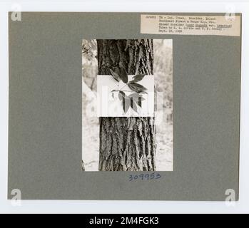 Identification de l'arbre - cadre ancien. Photographies relatives aux forêts nationales, aux pratiques de gestion des ressources, au personnel et à l'histoire culturelle et économique Banque D'Images