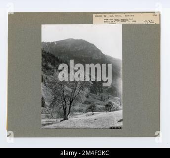 Identification de l'arbre - cadre ancien. Photographies relatives aux forêts nationales, aux pratiques de gestion des ressources, au personnel et à l'histoire culturelle et économique Banque D'Images