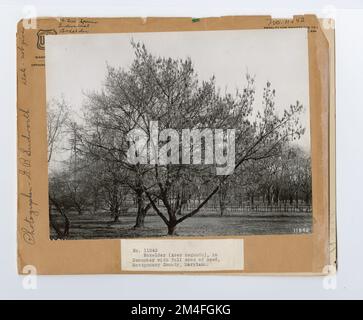 Identification de l'arbre - cadre ancien. Photographies relatives aux forêts nationales, aux pratiques de gestion des ressources, au personnel et à l'histoire culturelle et économique Banque D'Images