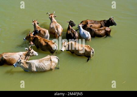 Les vaches saintes prenant un bain dans une rivière près de Puri. Banque D'Images