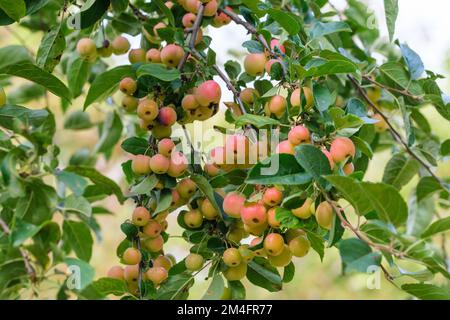 Malus x zumi Professeur Sprenger, pomme de crabe Professeur Sprenger, masse de fruits orange Banque D'Images