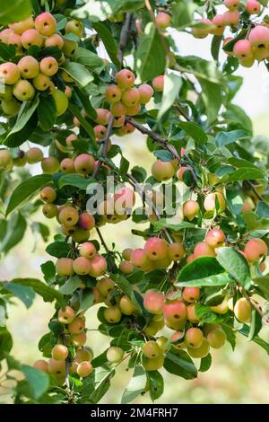 Malus x zumi Professeur Sprenger, masse de fruits orange. Banque D'Images