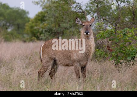 Un grand buck d'eau mâle debout regardant la caméra dans le parc national Kruger, Afrique du Sud Banque D'Images