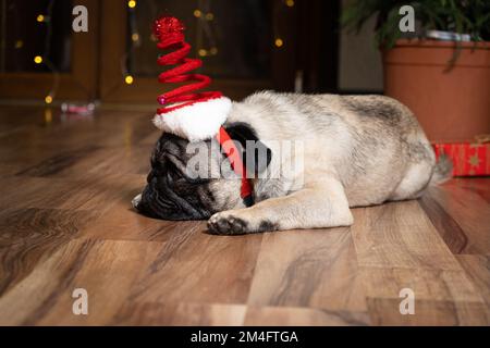 Un mignon petit pug se trouve près d'un arbre de Noël dans une casserole, portant un printemps de chapeau de fête et rêvant. Banque D'Images