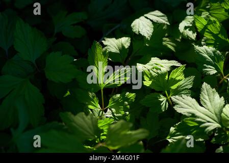 Feuilles de mugwort blanches avec lumière du soleil Banque D'Images