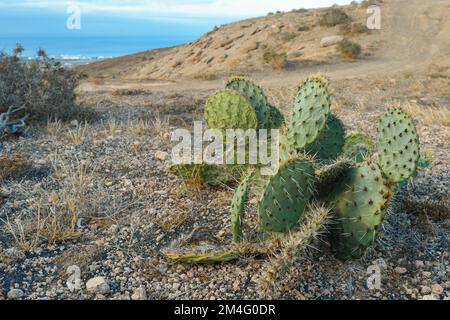 Gros plan d'Opuntia ficus-indica dans une zone volcanique de Lanzarote Banque D'Images