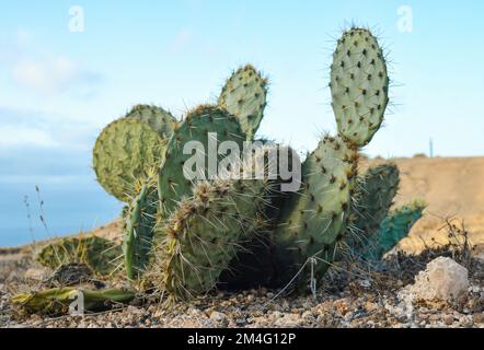 Gros plan d'Opuntia ficus-indica dans une zone volcanique de Lanzarote Banque D'Images