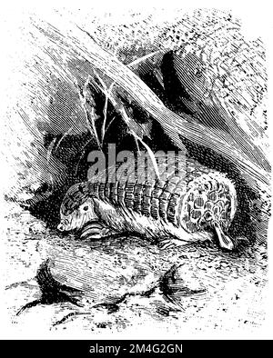 Petite fée armadillo;, Chlamyphorus truncatus, (encyclopédie, 1893), Gürtelmull, Pichiciego Banque D'Images