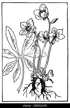 Hellébore noir, Helleborus niger, Petersen, Carl Olof (1881-1931) (livre de jardin, 1936), Christrose, Hellébore noir Banque D'Images