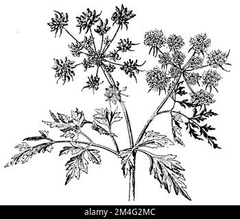 Persil de l'imbécile, cicely de l'imbécile, ou persil poison, Aethusa cynapium, (livre botanique, 1910), Hundspetersilie, petite Ciguë ou Ciguë des jardins Banque D'Images