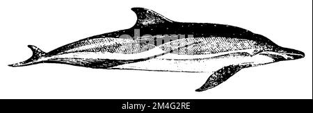 Pacific Dolphin, Delphinus delphis, (encyclopédie, 1910), Gemeiner Delfin, Dauphin commun à bec court Banque D'Images