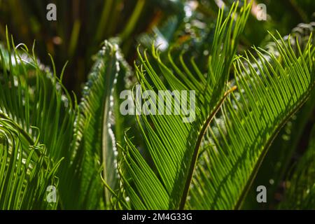 Feuilles de palmier sagou. Plantes décoratives. Concept d'architecture de paysage. Cycas Revoluta ou plante japonaise de sagou. Banque D'Images