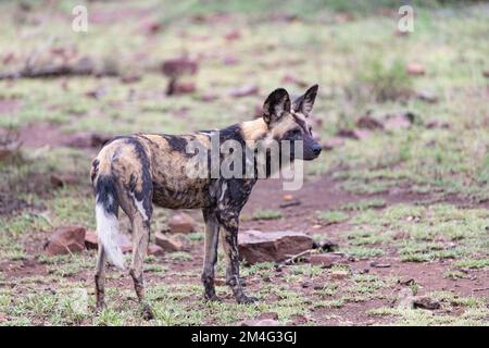 Profil latéral d'un chien sauvage peint dans la boue récemment humide du parc national Kruger, Afrique du Sud Banque D'Images