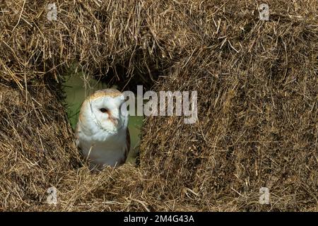 Barn Owl Tyto alba (captif), homme adulte perché dans des balles de foin, Hawk Conservancy Trust, Andover, Hampshire, Royaume-Uni, Mai Banque D'Images