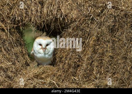 Barn Owl Tyto alba (captif), homme adulte perché dans des balles de foin, Hawk Conservancy Trust, Andover, Hampshire, Royaume-Uni, Mai Banque D'Images