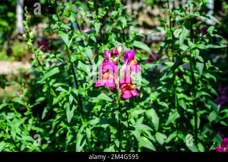 Fleurs de dragon rose vif ou vivandragons ou Antirrhinum dans un jardin ensoleillé de printemps, magnifique extérieur floral fond photographié avec une mise au point douce Banque D'Images