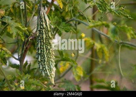 Bitter Gourd ou Corolla légumes sains crus suspendus sur le jardin avec le fond flou Banque D'Images