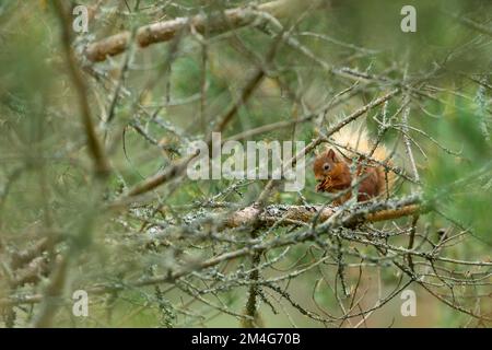 Écureuil rouge eurasien Sciurus vulgaris, perchée en conifères, Anagach Woods, Highland, Ecosse, Royaume-Uni, juin Banque D'Images