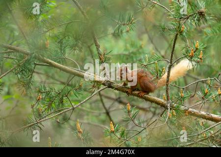 Écureuil rouge eurasien Sciurus vulgaris, perchée en conifères, Anagach Woods, Highland, Ecosse, Royaume-Uni, juin Banque D'Images