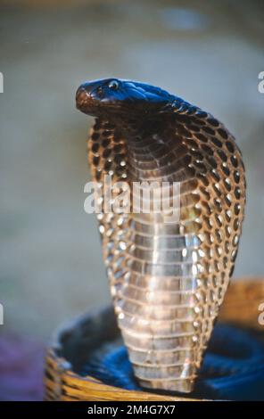 Charmeur de serpent divertir les visiteurs de Pushkar Camel Fair Banque D'Images