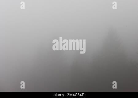 Oberried, Allemagne. 21st décembre 2022. Les contours des arbres peuvent être vus faiblement dans le brouillard. La visibilité sur le Schauinsland est de moins de 100 mètres par endroits. Credit: Philipp von Ditfurth/dpa/Alay Live News Banque D'Images